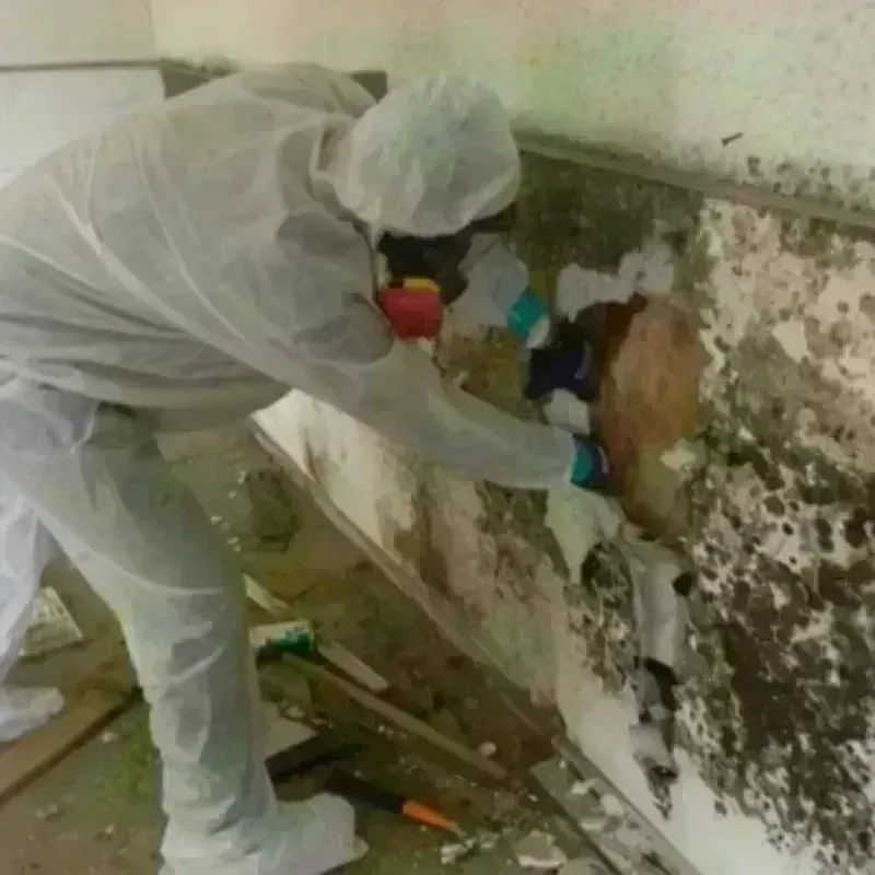 Mold Remediation and Removal in Highlands-Baywood Park, CA